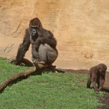 Two Gorillas